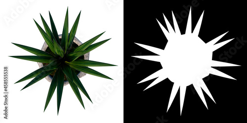 Fototapeta Naklejka Na Ścianę i Meble -  Top view of Plant (Flowerpot with Palm 2) Tree white background 3D Rendering Ilustracion 3D