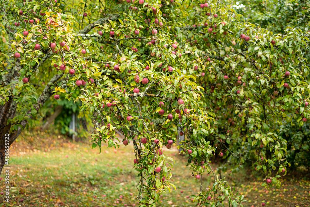 Fototapeta premium Branch with several red apples in the closeup.