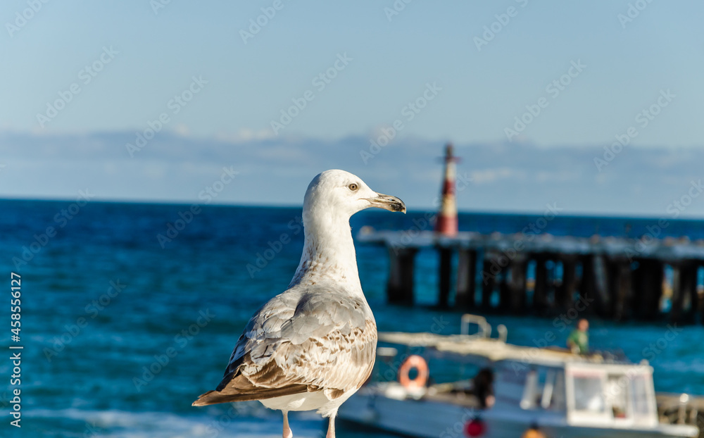 A seagull stands on the parapet near the sea against the background of a lighthouse. A seagull stands on the parapet near the sea against the background of a lighthouse.