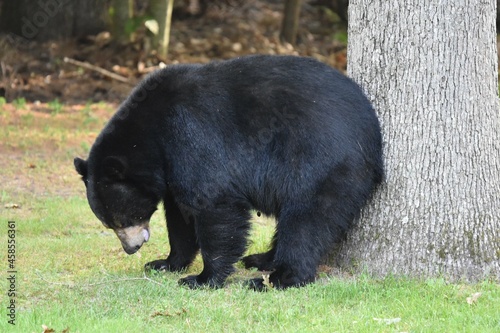 black bear scratching butt on tree photo