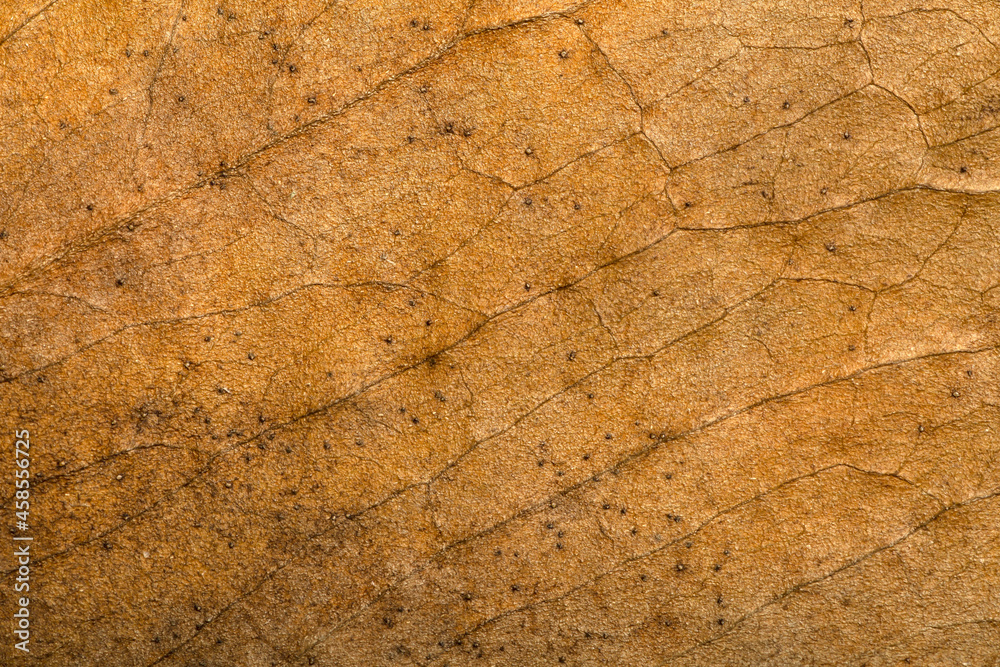 Dry leaf background. Texture, pattern and surface of dry brown autumn leaf with veins. Botanical macro pattern Dry leaf background. Texture, pattern and surface of dry brown autumn leaf with veins. Botanical macro pattern