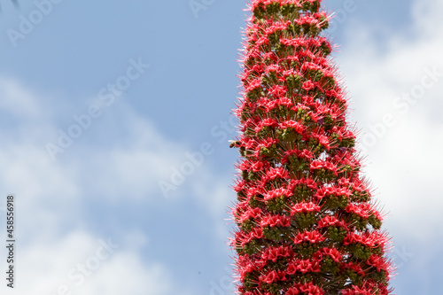 Pink tall echium wildpretii tropical plant against cloudy blue sky photo