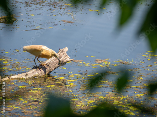 yellow heron, comana natural park, romania photo