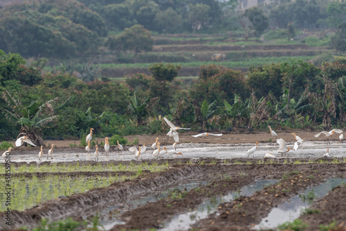 A herd of cattle egrets stay in fields or trees