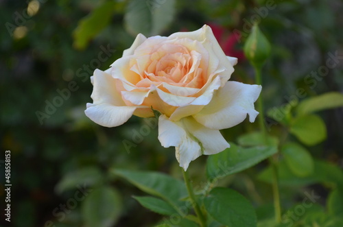 yellow rose in garden