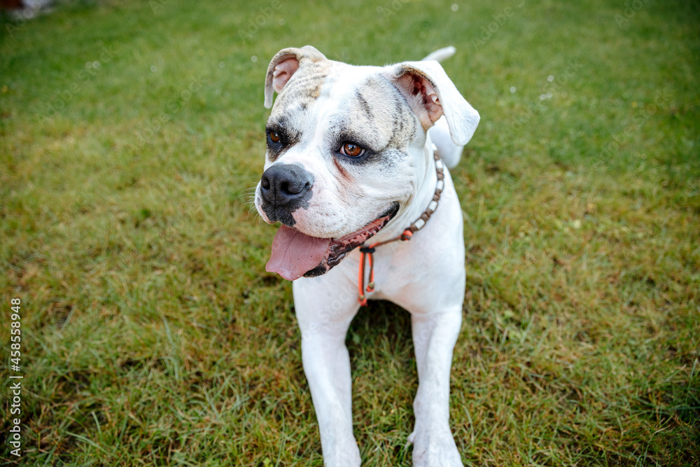 white American bulldog. Dog is playing in the garden white American bulldog. Dog is playing in the garden