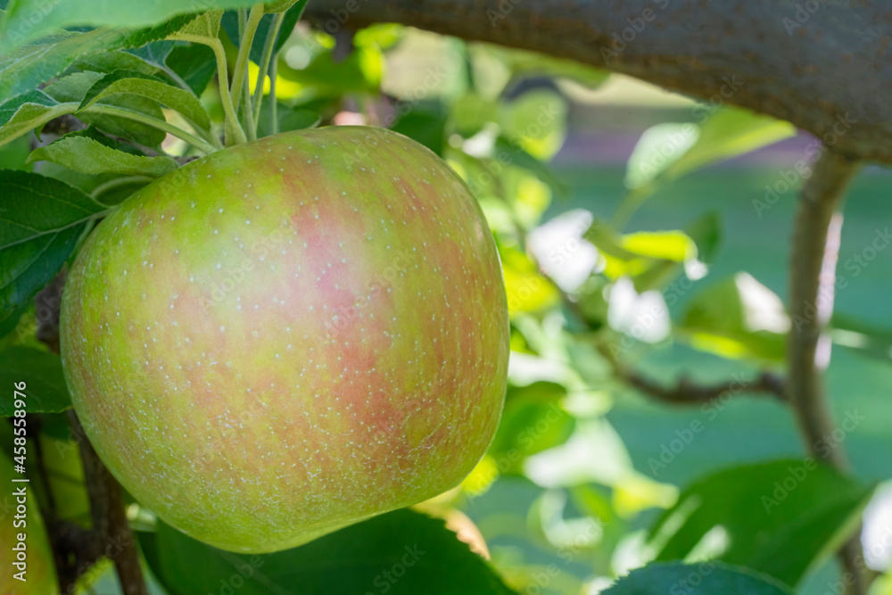 Close up of a honeycrisp apple ready to be picked