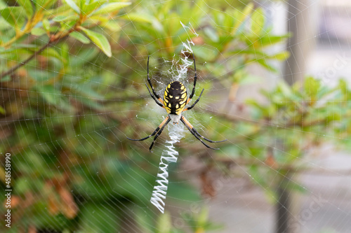 Black and yellow garden spider on it's web in a garden © Michael O'Neill