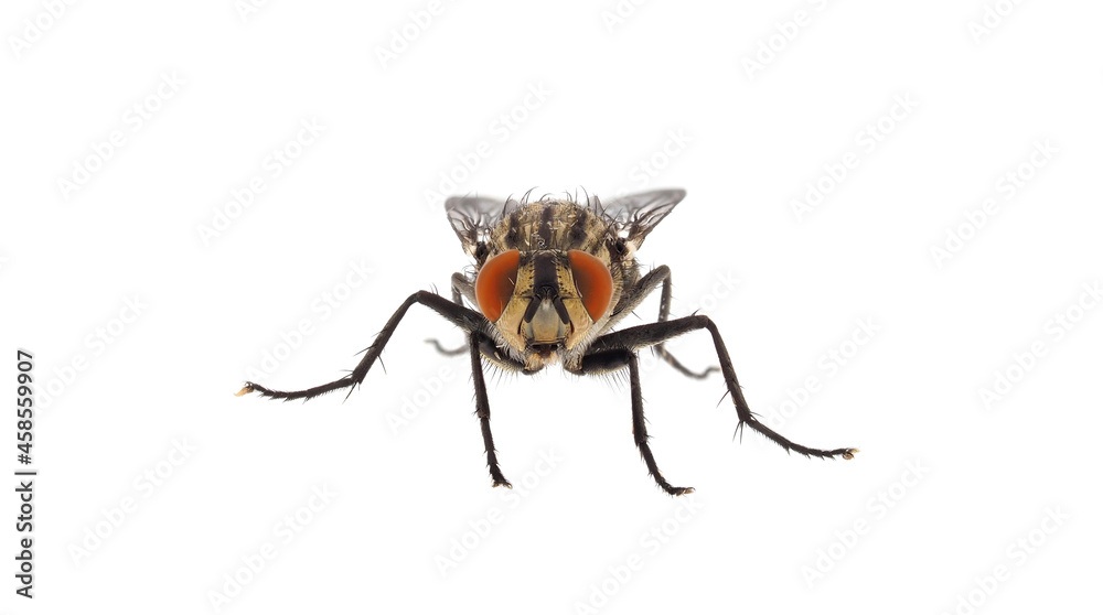 Flesh fly isolated on white background, Sarcophaga sp. Flesh fly isolated on white background, Sarcophaga sp.