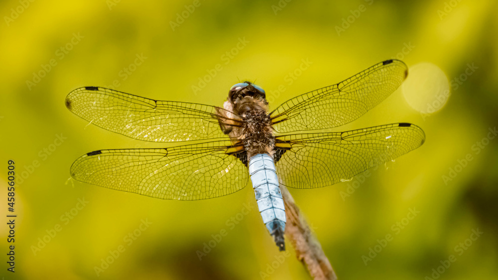 Macro of a beautiful dragonfly on a sunny summer day Macro of a beautiful dragonfly on a sunny summer day