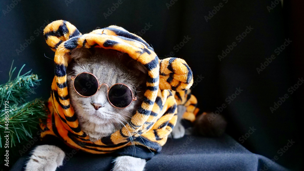 Pet British, Scottish Straight cat in a tiger costume lies on an isolated  black background with glasses. Cool animal 2022 Stock Photo | Adobe Stock