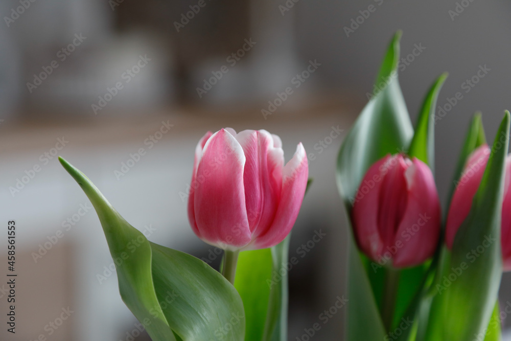 Naklejka premium Tulpe auf dem Tisch