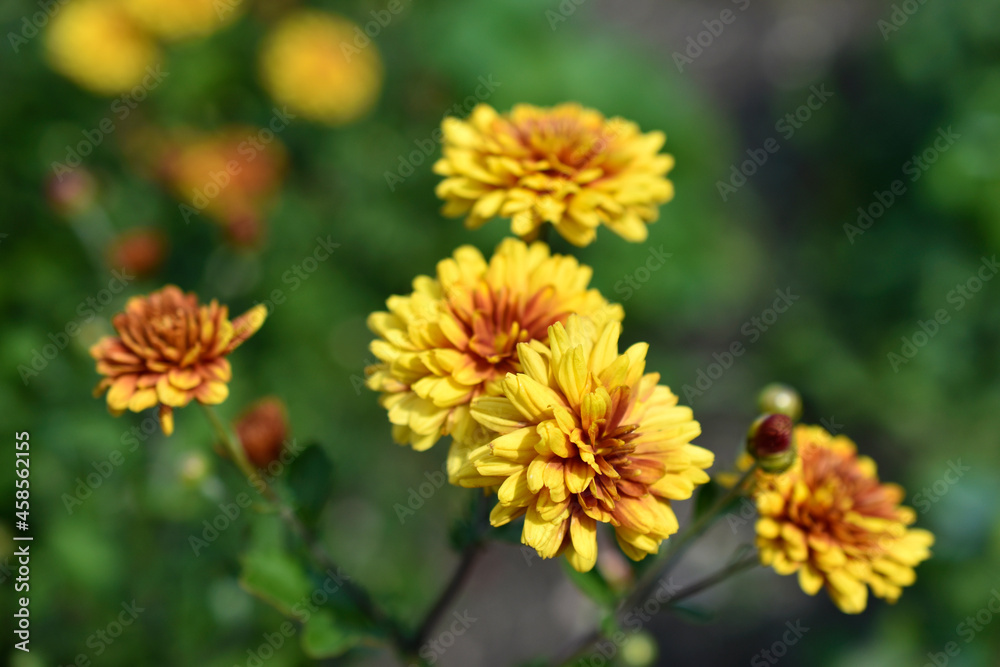 Yellow and red beautiful chrysanthemum in the garden Yellow and red beautiful chrysanthemum in the garden