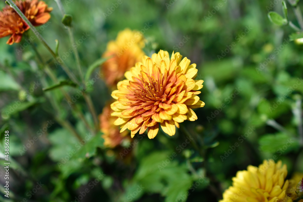 Yellow and red beautiful chrysanthemum in the garden Yellow and red beautiful chrysanthemum in the garden