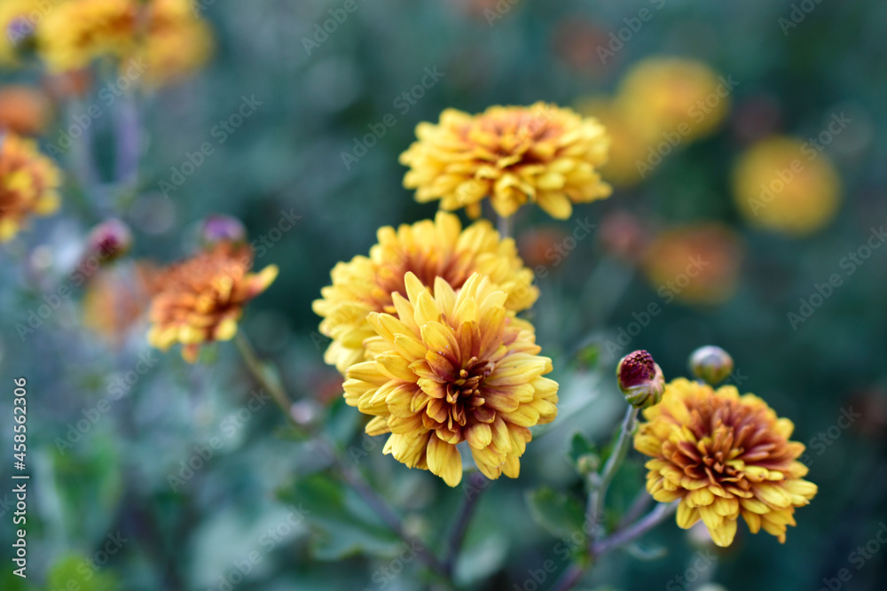Yellow and red beautiful chrysanthemum in the garden Yellow and red beautiful chrysanthemum in the garden