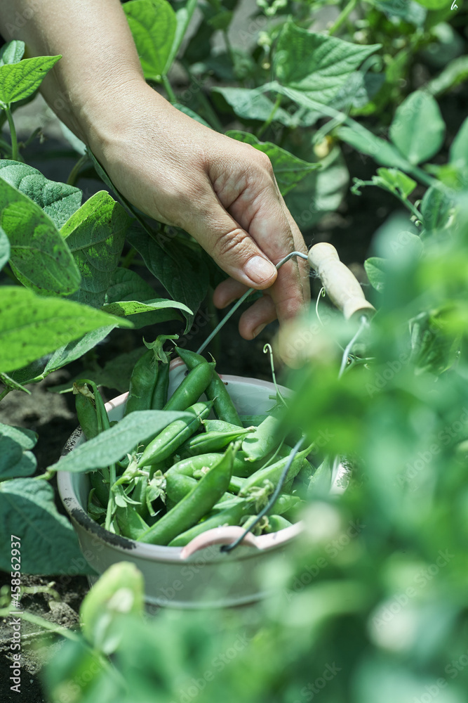 Woman farmer gathers ripe peas in the garden Woman farmer gathers ripe peas in the garden