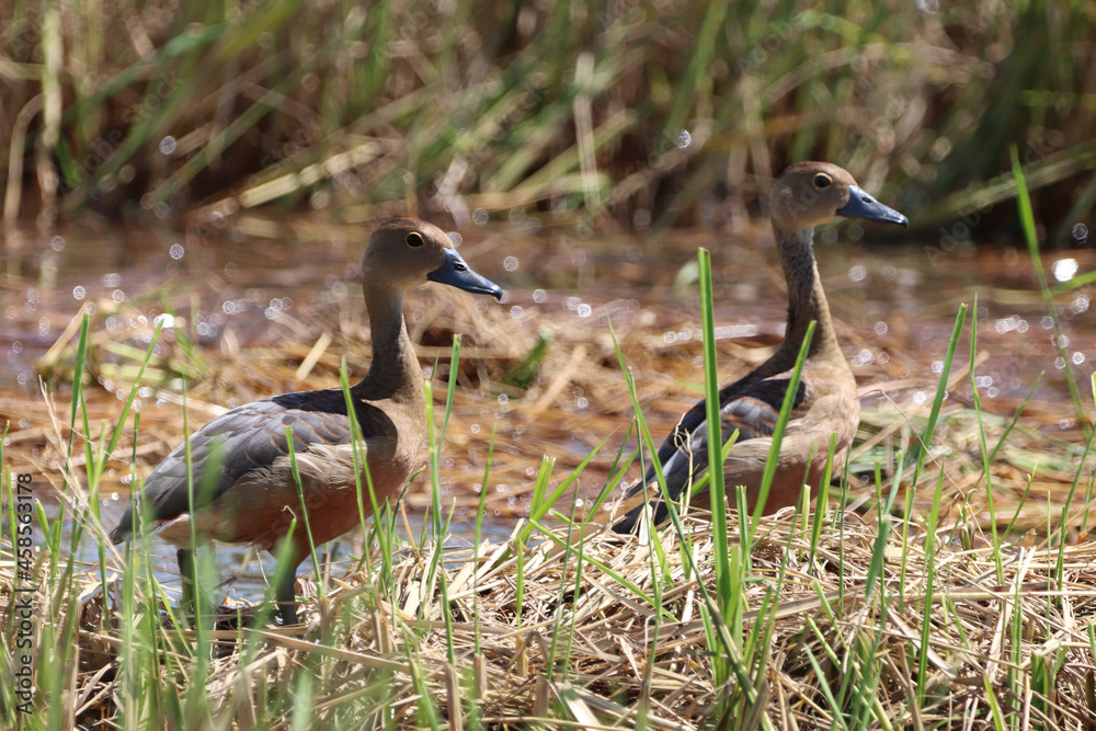 Naklejka premium pair of ducks
