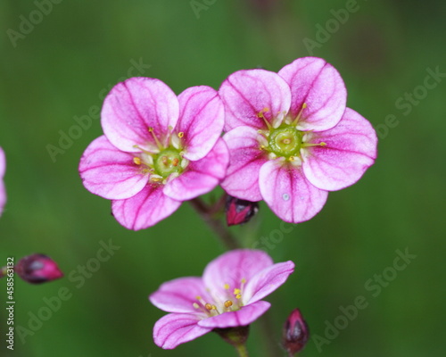 three pink flowers in the garden