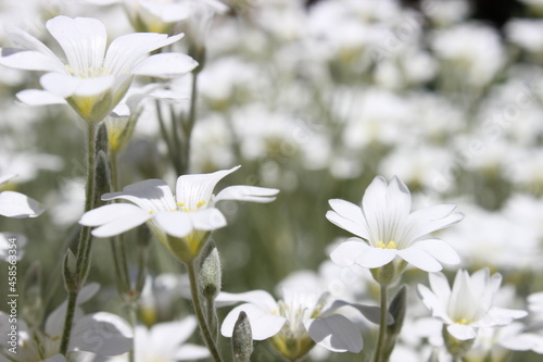 white flowers in the garden