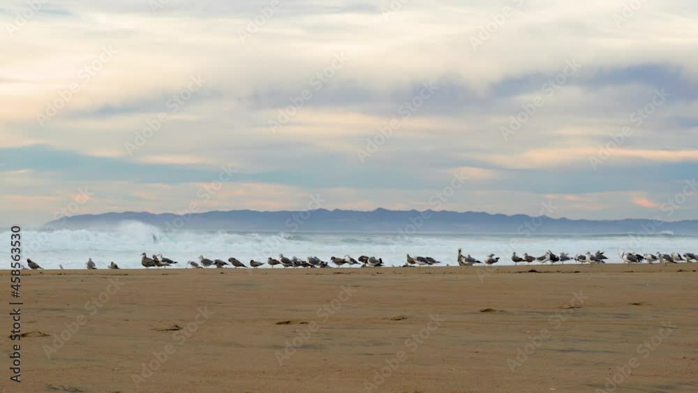 Sunset on the beach and flock of birds. Beautiful tranquil scene of empty sand beach, turquoise colored water, and cloudy sky Sunset on the beach and flock of birds. Beautiful tranquil scene of empty sand beach, turquoise colored water, and cloudy sky