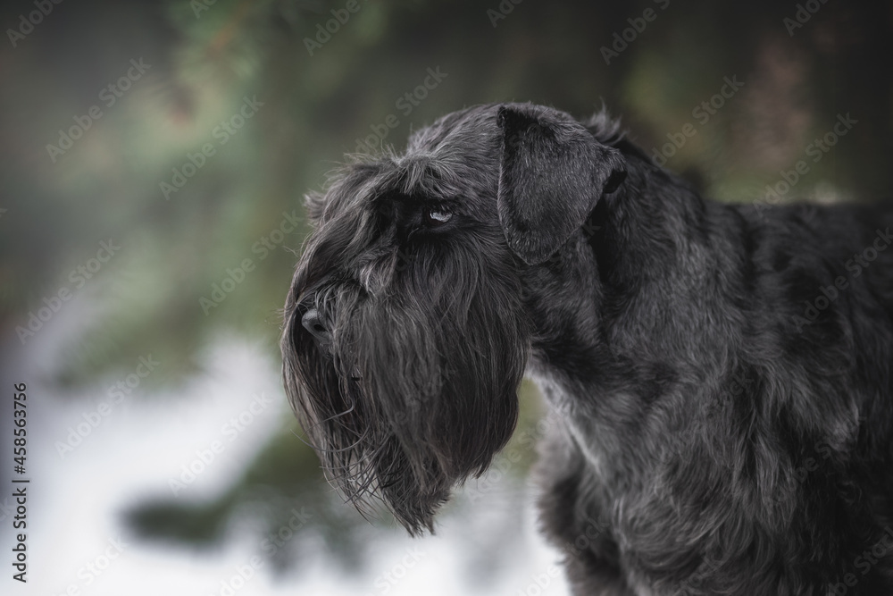 A gray miniature schnauzer with long ears among the green fluffy spruce branches against the backdrop of a foggy winter landscape. Profile view. Close-up portrait A gray miniature schnauzer with long ears among the green fluffy spruce branches against the backdrop of a foggy winter landscape. Profile view. Close-up portrait