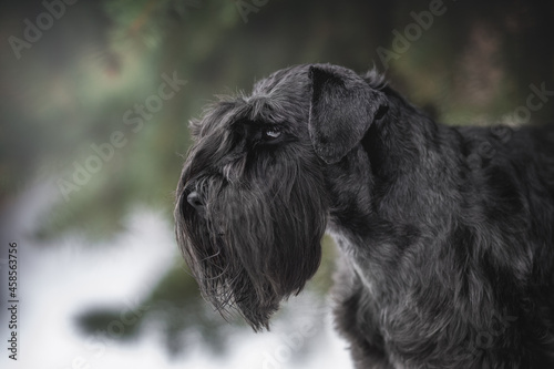 A gray miniature schnauzer with long ears among the green fluffy spruce branches against the backdrop of a foggy winter landscape. Profile view. Close-up portrait