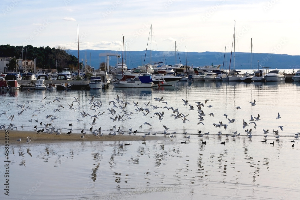 Flock of seagulls on the beach.