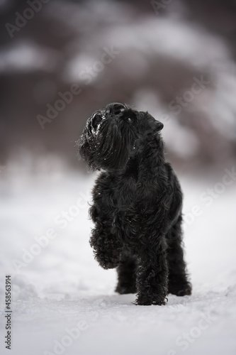 A gray miniature schnauzer with long ears running along a snow-covered path against a foggy winter landscape. Paws in the air. Snowflakes flying