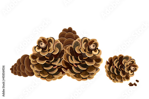 Pine cones. Pinecones isolated on white background.Open fir or cedar cones group.Conifer fruit.Coniferous tree brown cones. Pinecorn heap.Christmas or autumn holiday design element.Vector illustration