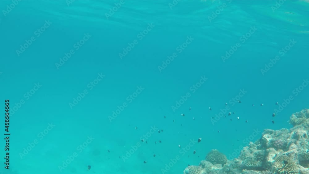 Underwater Colorful Tropical Fishes. Tropical underwater sea fishes. Underwater fish reef marine. Tropical colorful seascape. Underwater reef. Reef coral scene. Coral garden seascape.
Underwater Colorful Tropical Fishes. Tropical underwater sea fishes. Underwater fish reef marine. Tropical colorful seascape. Underwater reef. Reef coral scene. Coral garden seascape.