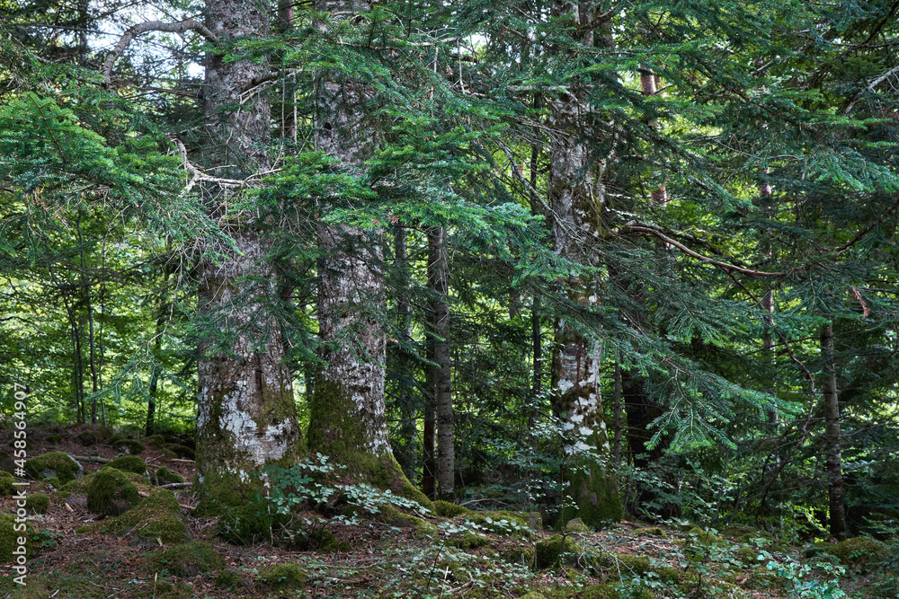 Obraz premium Silver fir grove