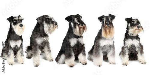 group of miniature schnauzer black and silver on white background 