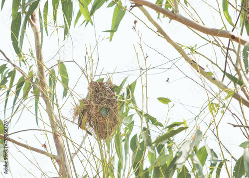 Asian Golden Weaver