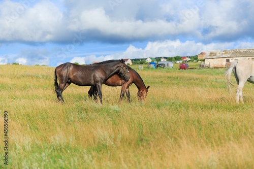 Horse runs on a green summer meadow on sunny day