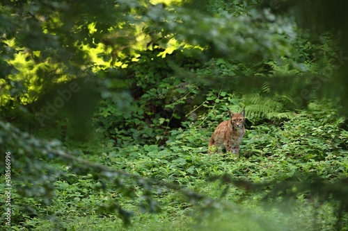Photography Euroasian lynx in the bavarian national park in eastern germany, european wild c