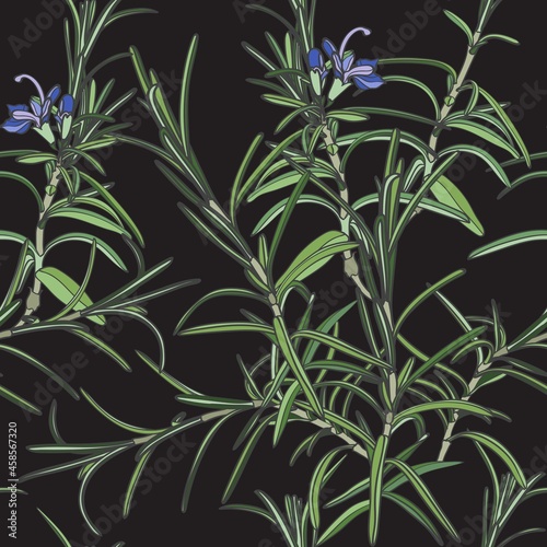 Herbal seamless pattern with rosemary sprigs on black background. Backdrop with blooming fragrant herb. Elegant illustration in vintage style for wrapping paper, fabric print, wallpaper