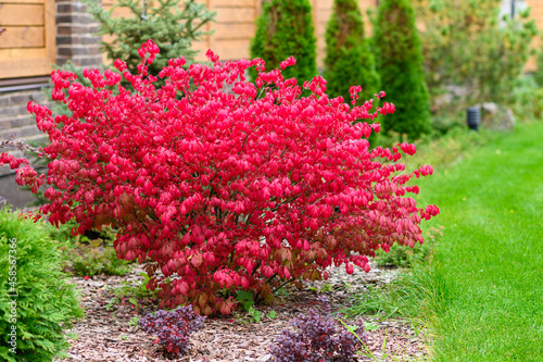 Red euonymus bush in the park. An ornamental shrub for a park or yard with red foliage in the fall season. photo