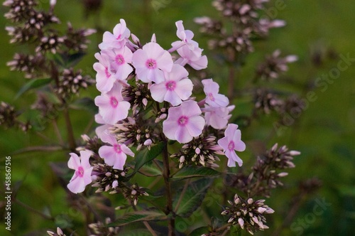 flowers in the garden