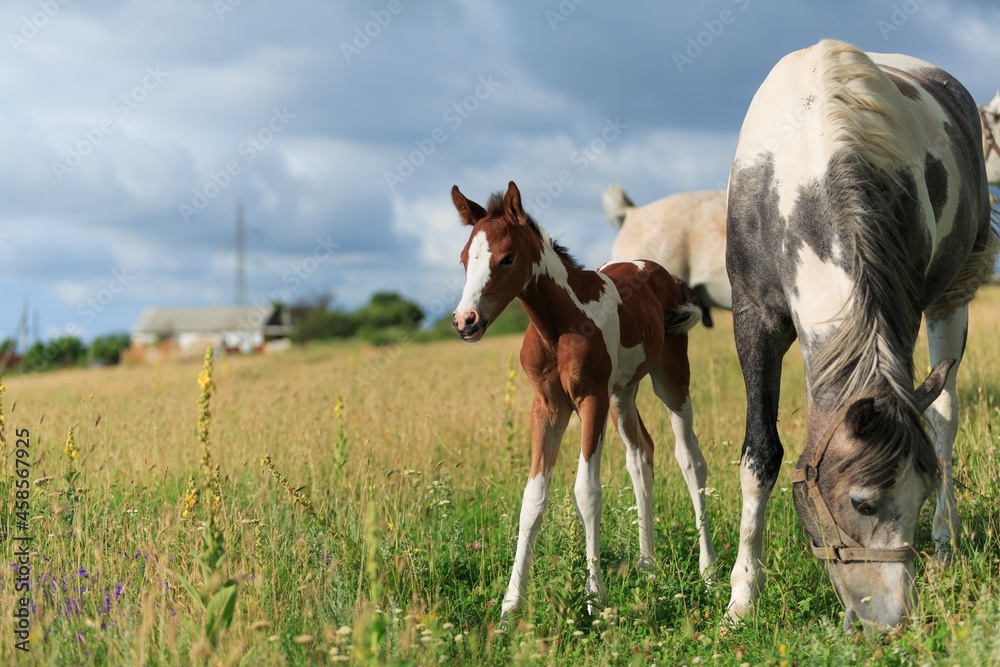 Horse chils and mother horse her beautiful foal on a field Horse chils and mother horse her beautiful foal on a field