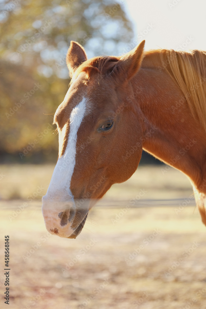 Sorrel mare in fall outdoor portrait with fence blurred foreground. Sorrel mare in fall outdoor portrait with fence blurred foreground.