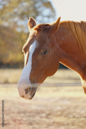 Sorrel mare in fall outdoor portrait with fence blurred foreground.