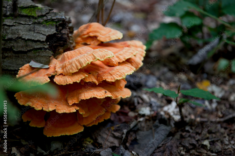 Mushrooms growing alongside a hiking trail in an Ontario Provincial Park. Mushrooms growing alongside a hiking trail in an Ontario Provincial Park.