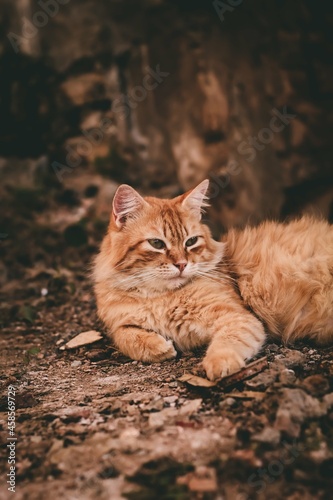 Fototapeta Naklejka Na Ścianę i Meble -  domestic cat, red, fluffy, posing