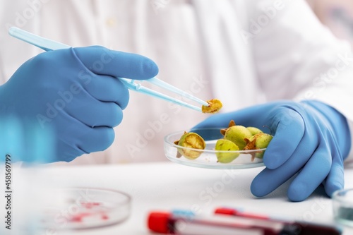 Scientists holds petri dish in laboratory. Psilocybin science and research. Person examining fungi. Vaccines for COVID-19
