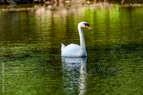 Beautiful majestic white swan in water.