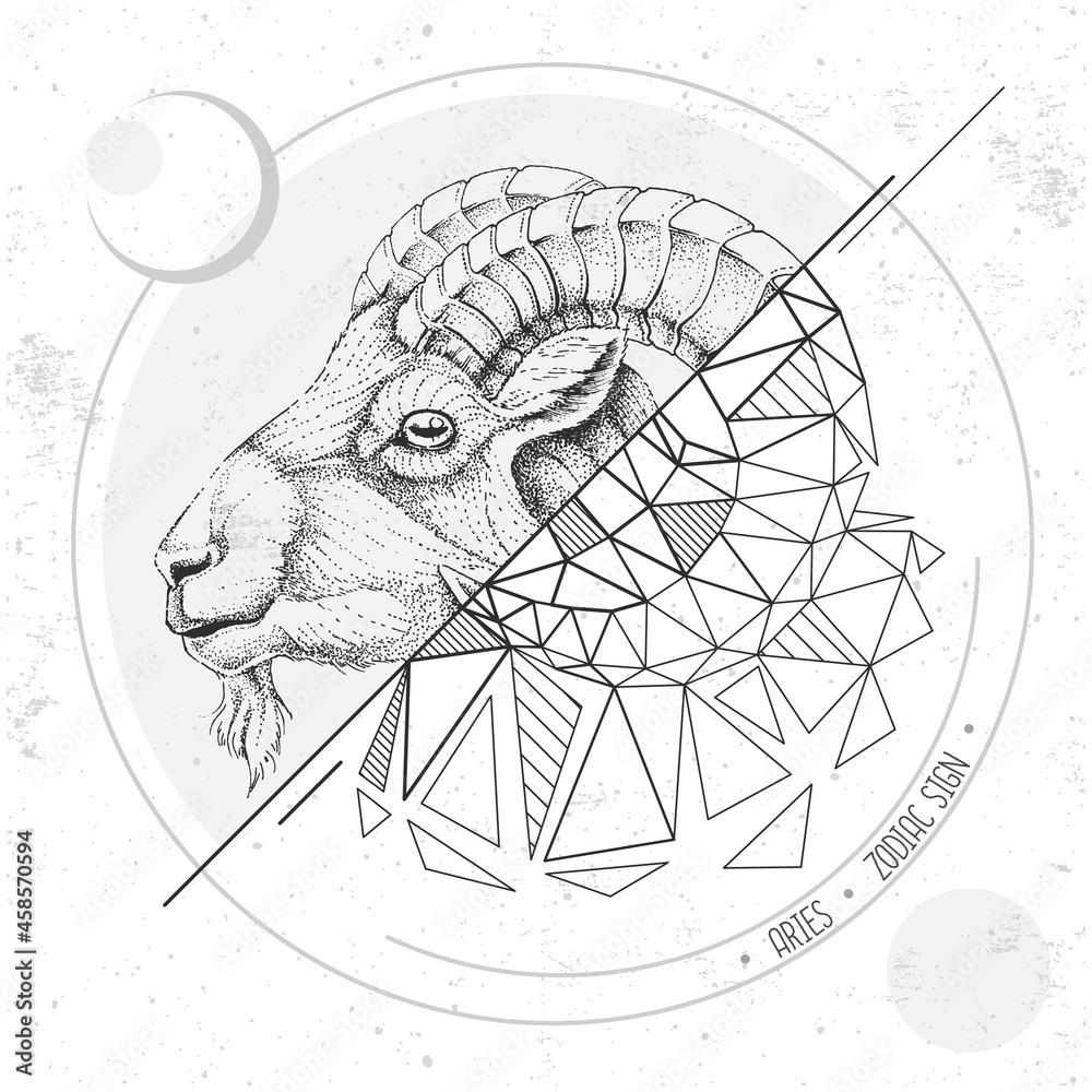Realistic hand drawing and polygonal ram of mouflon head illustration. Magic card with Aries zodiac sign Realistic hand drawing and polygonal ram of mouflon head illustration. Magic card with Aries zodiac sign