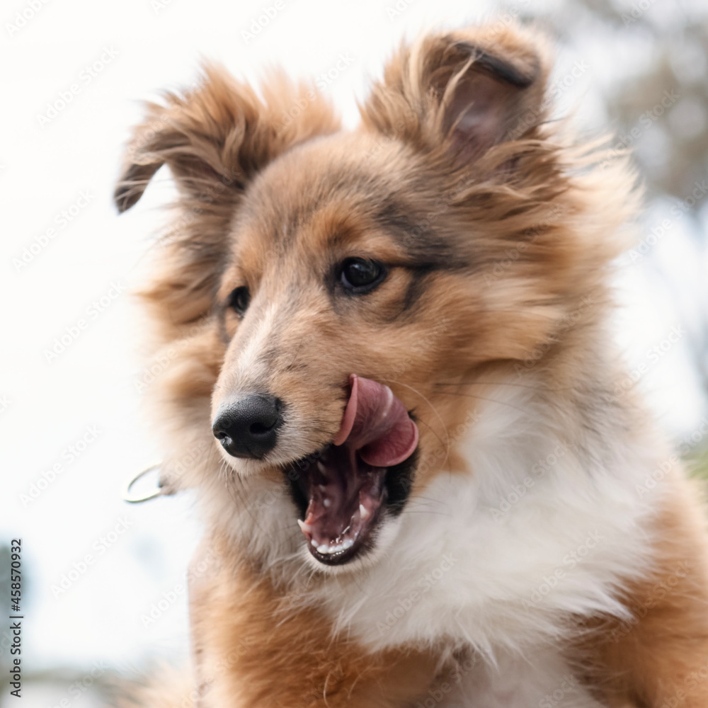 Cute happy puppy with tongue out. Portrait Shetland Sheepdog Sheltie dog enjoying the outdoors. Cute happy puppy with tongue out. Portrait Shetland Sheepdog Sheltie dog enjoying the outdoors.