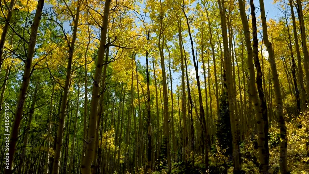 Autumn Aspens with fall foliage in Colorado Autumn Aspens with fall foliage in Colorado