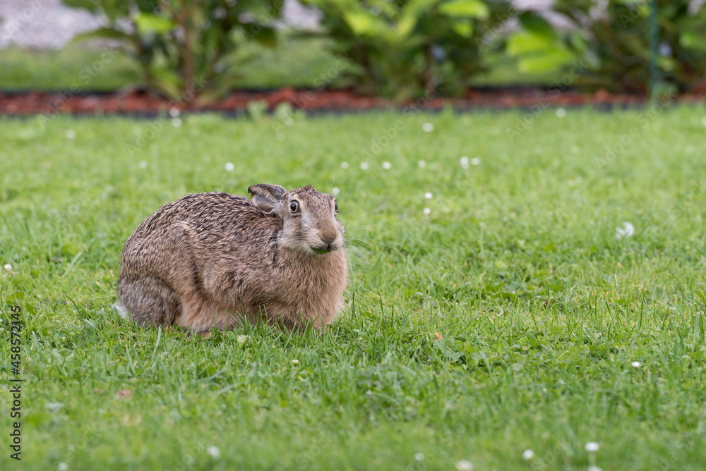 Fototapeta premium rabbit on green grass