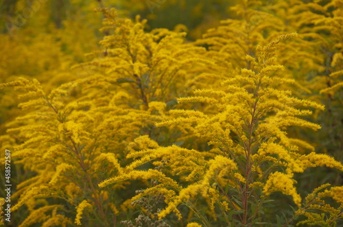 natural vegetable yellow background in soft focus